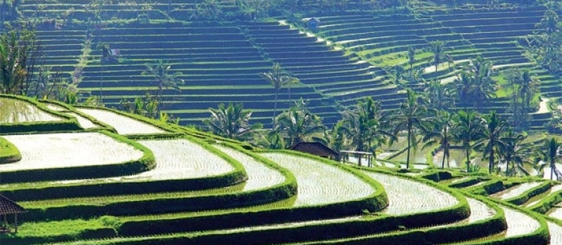 rich-rice-terraces-things-to-do-in-ubud