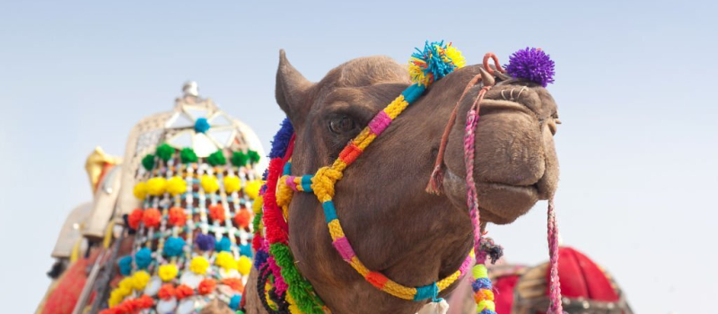 pushkar-the-camel-festival