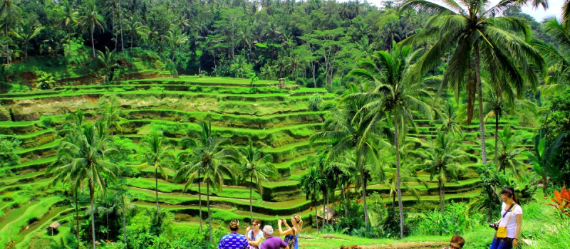 tegalalang-rice-terraces