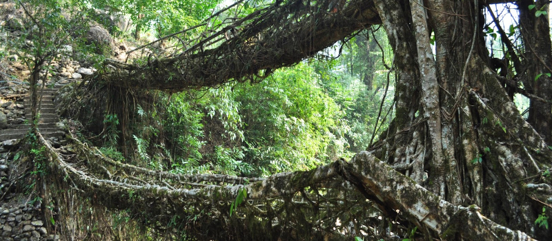 legends-of-the-living-root-bridges-of-meghalaya: