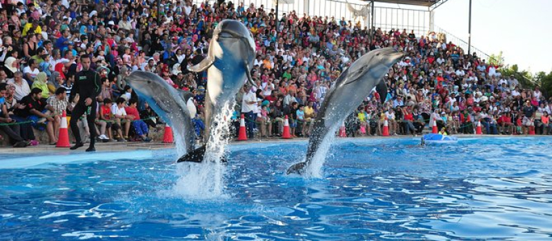 watch-the-dolphin-show-in-dubai