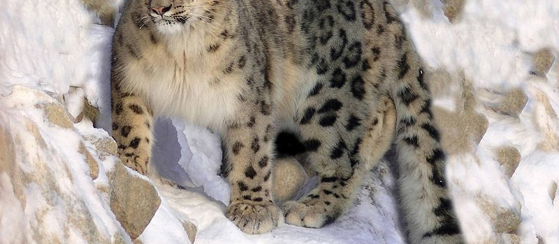 snow-leopard-in-ladakh