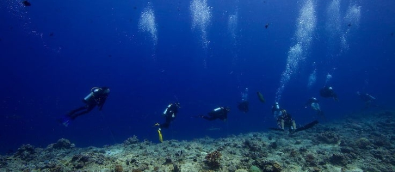 electric-nose-scuba-diving-in-vietnam