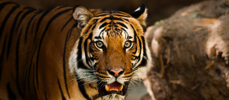 surinsar-mansar-wildlife-sanctuary