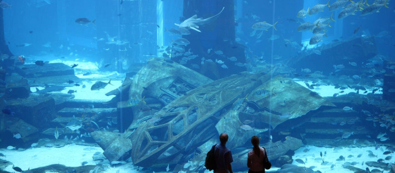 ambassador-lagoon-in-the-lost-chamber-aquarium