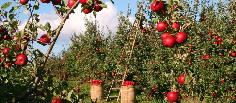 Wander In Pulga’s Apple Orchards