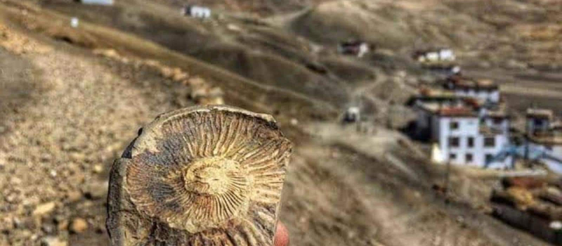 fossil-hunting-in-spiti-valley