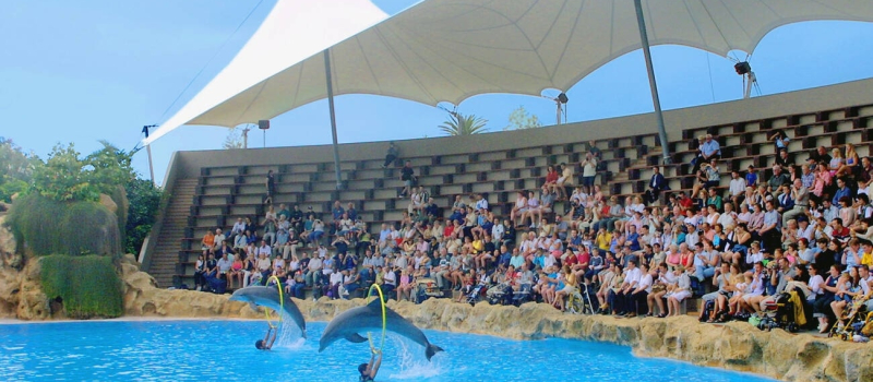 dolphin-show-and-seal-shows