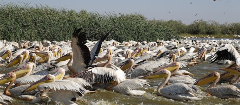 djoudj-bird-sanctuary-senegal-river