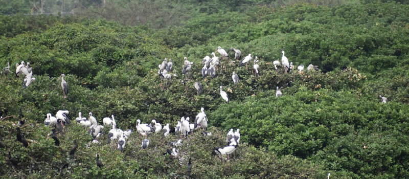 vedanthangal-bird-sanctuary-tamil-nadu