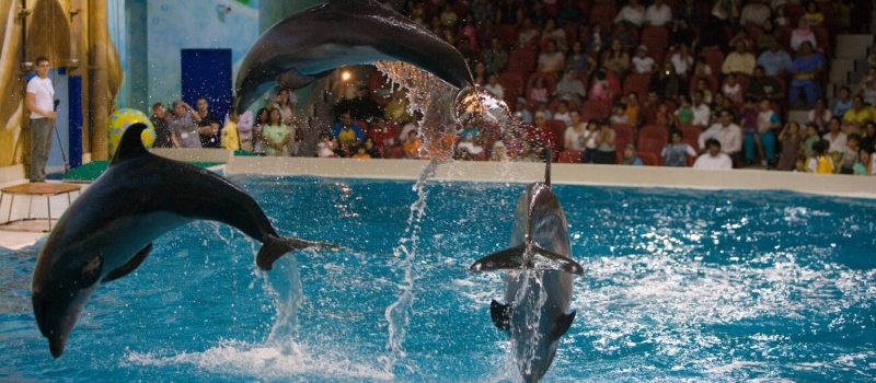 dubai-dolphinarium