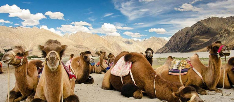 camel-tourism-in-ladakh