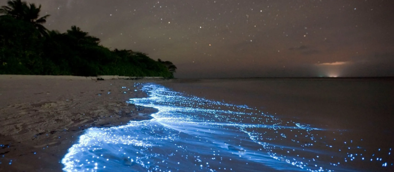 how-glowing-beaches-of-vaadhoo-island-in-maldives-created