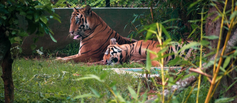 kamla-nehru-zoo-ahmedabad