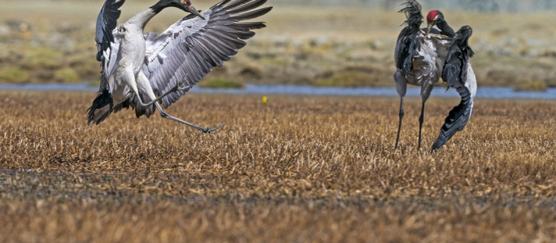 ladakh_black-necked-crane