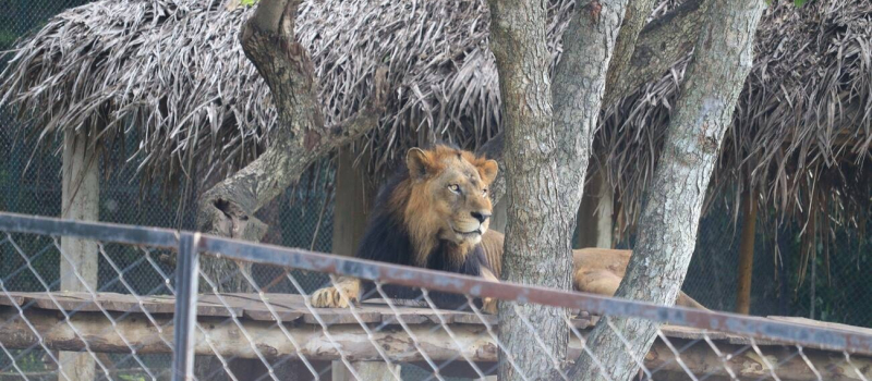 lion-safari