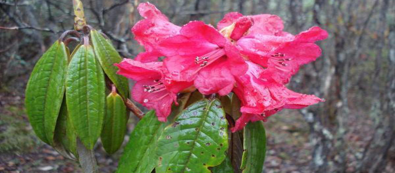 unique Rhododendron Sanctuary in Tawang