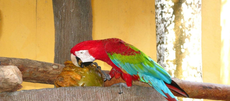 parrot-island-baratang