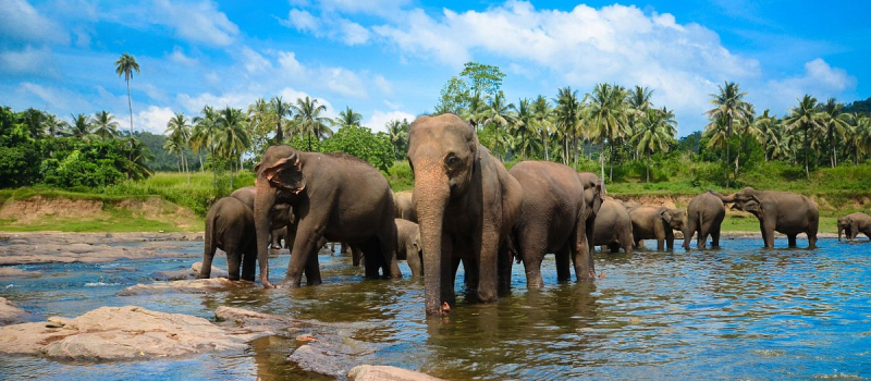 pinnawala-elephant-orphanage-places-to-visit-in-sri-lanka