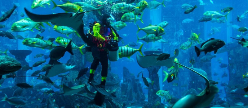 predator-dive-in-the-lost-chamber-aquarium