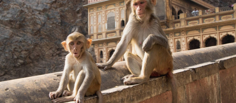 pro-tips-for-visiting-galtaji-temple-jaipur