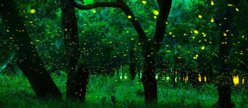 Fireflies-Festival