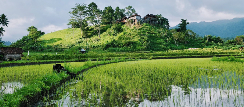 rice-paddies-bali-honeymoon-guide