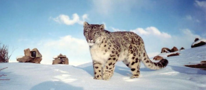 snow-leopard-in-spiti-valley
