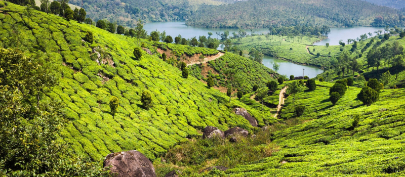 tea-plantation-in-munnar-kerala