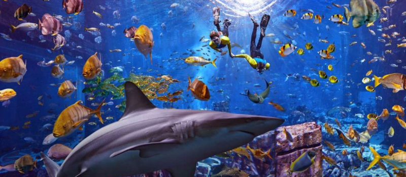 ultimate-snorkel-in-the-lost-chamber-aquarium