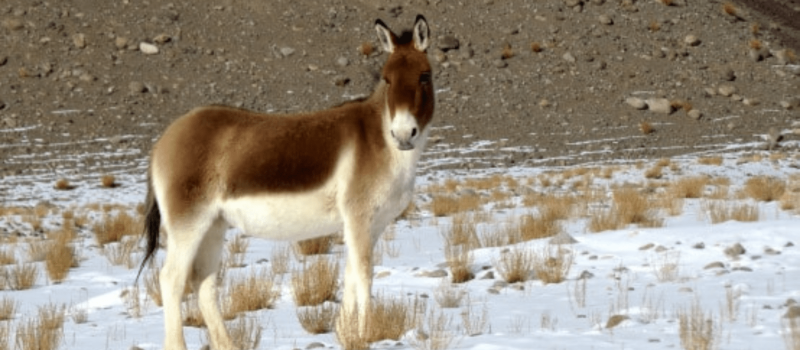 wildlife-in-tso-moriri-lake-ladakh