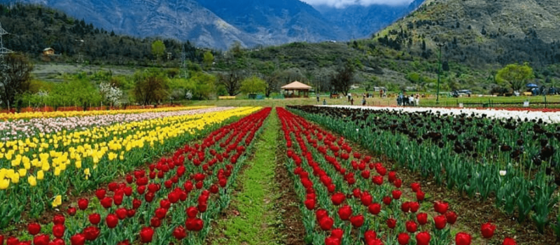 indira-gandhi-tulip-garden-in-kashmir